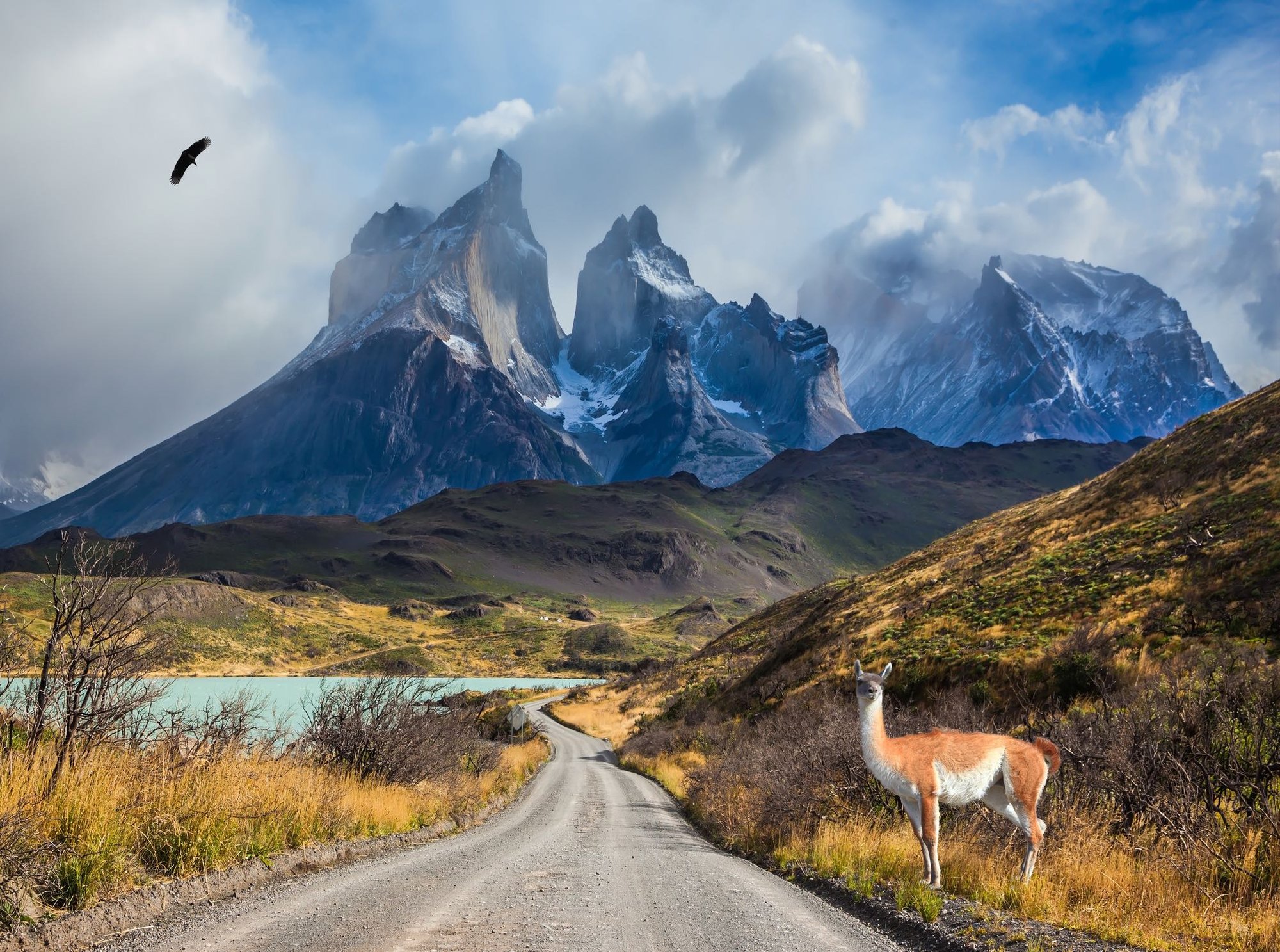Guanaco on the Lake Pehoe - iStock-625243650_V2